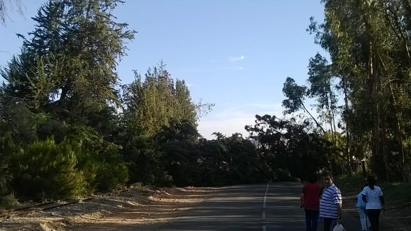 Àrbol cae en medio de la ruta en Hacienda Compañía