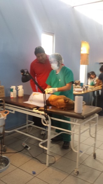 Operativo de Esterilización Baquedano (7)