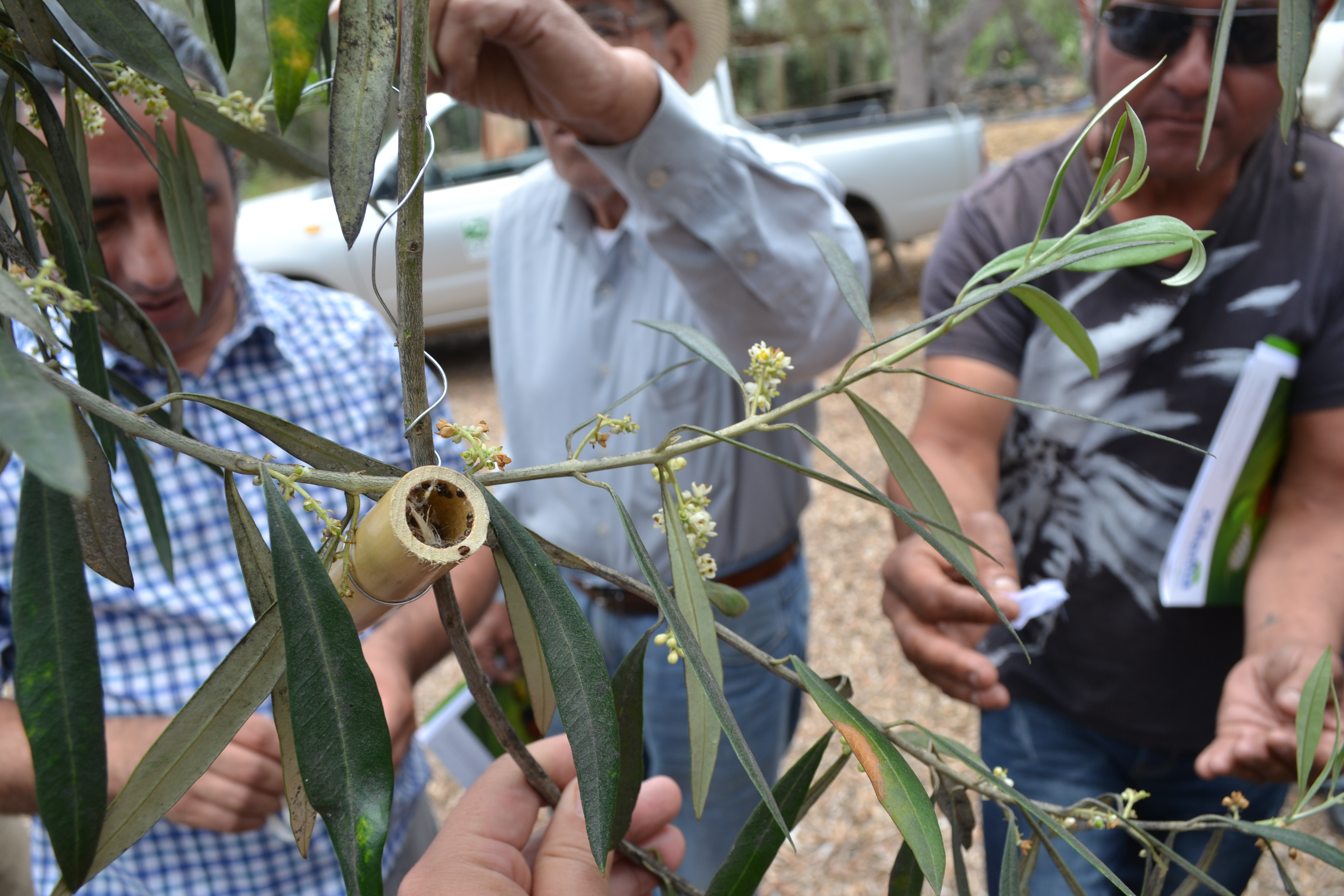 Agricultores buscan enfrentar plagas de olivos liberando enemigos naturales