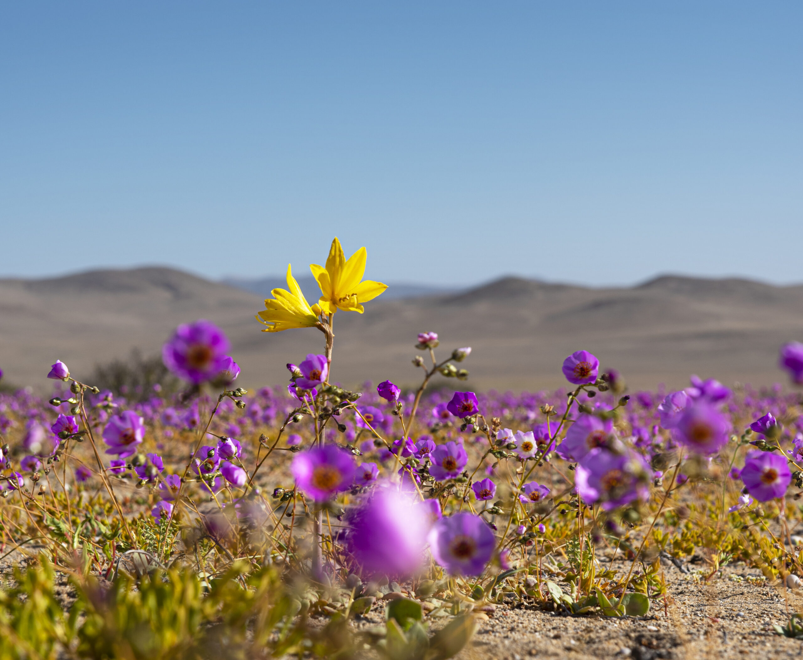 Se lanza oficialmente campaña de monitoreo del desierto florido