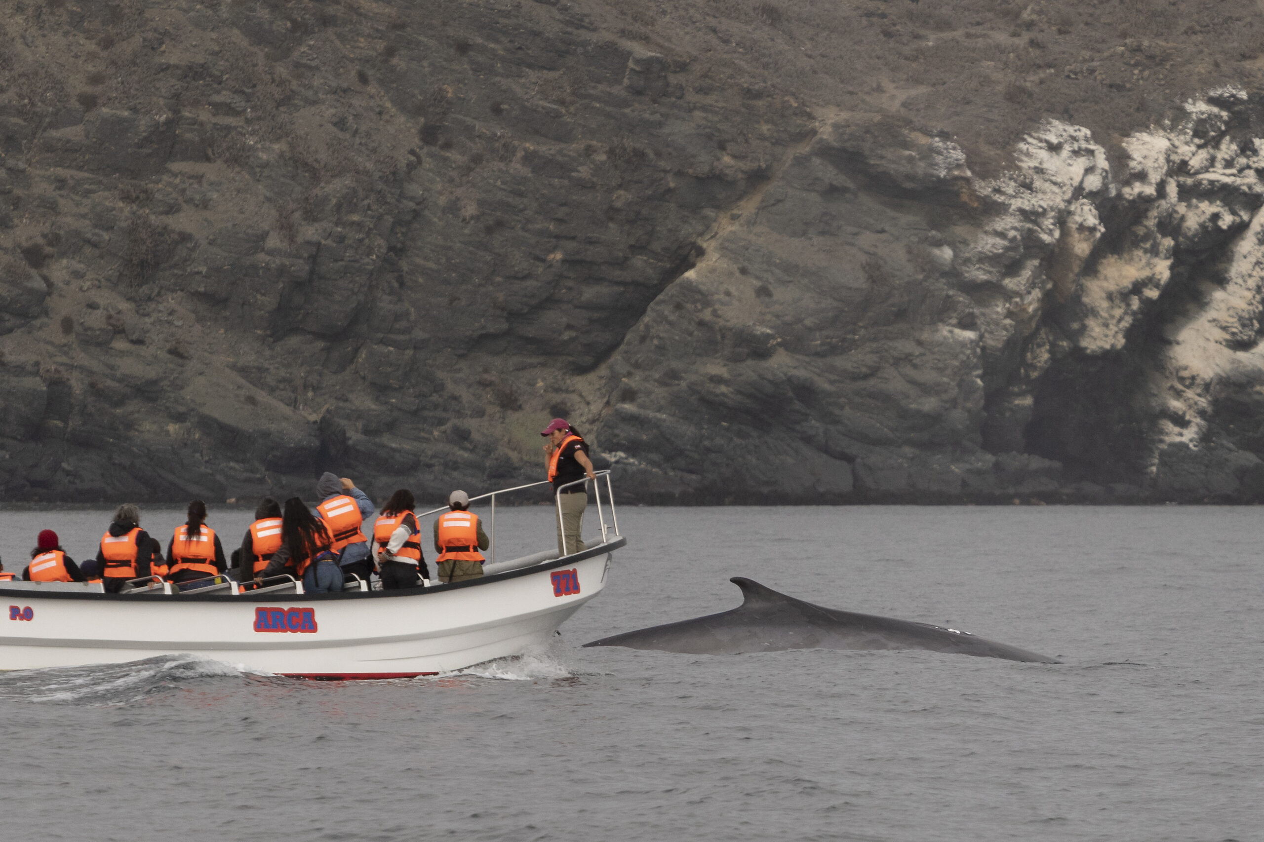 Se inicia temporada de avistamiento de cetáceos en la Caleta Chañaral de Aceituno