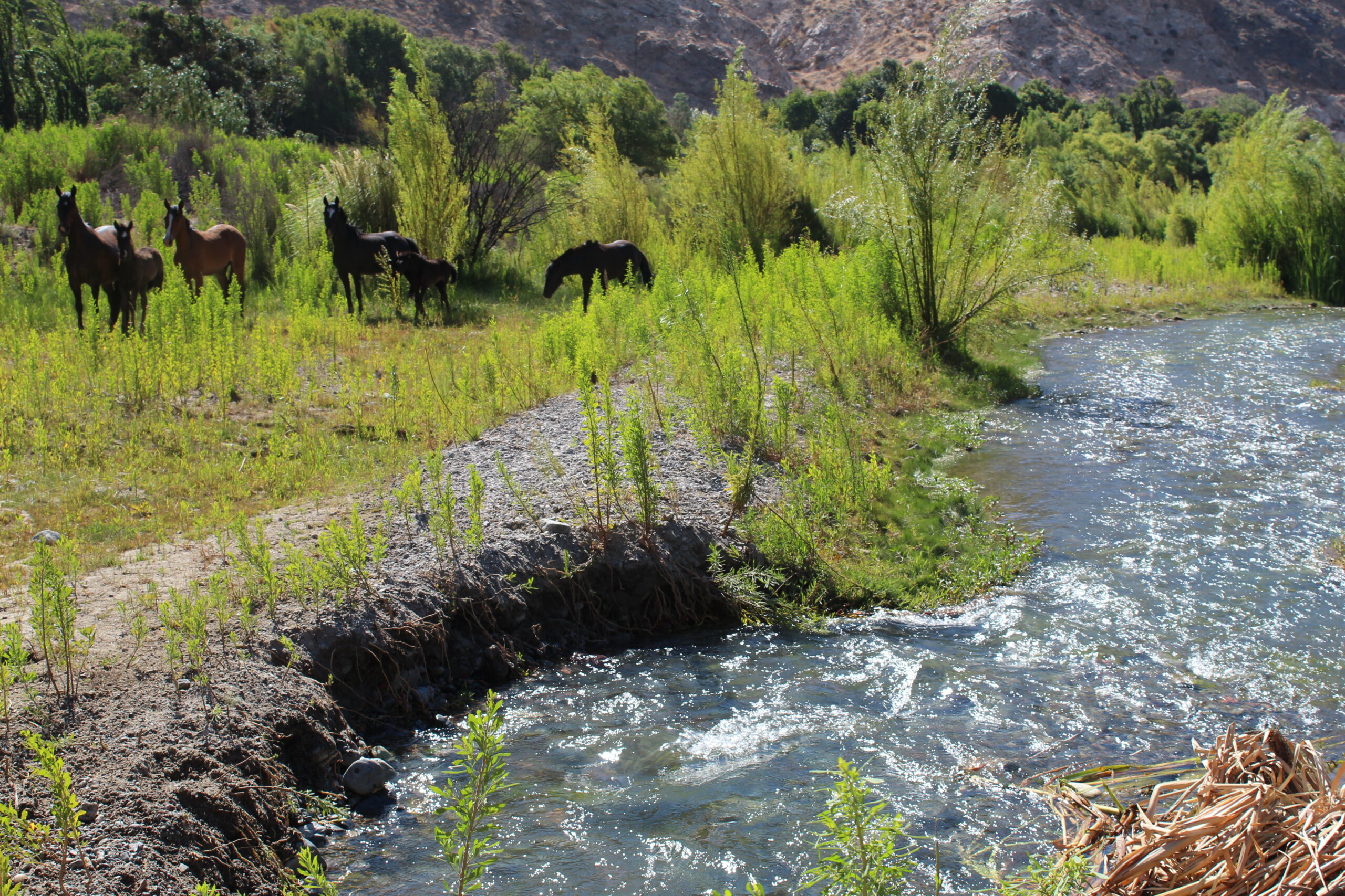La Región de Atacama cuenta con 44 sitios prioritarios para la conservación de la Biodiversidad.