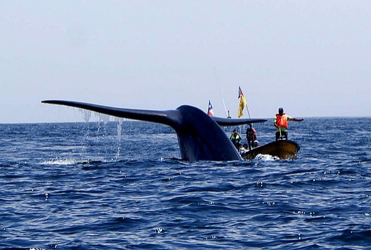 Caleta Chañaral: santuario de ballenas y delfines para conocer en estas vacaciones