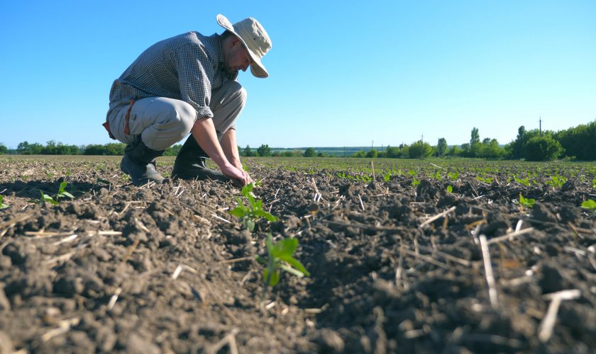 Agricultura está en alto grado de afectación por falta de agua riego ...