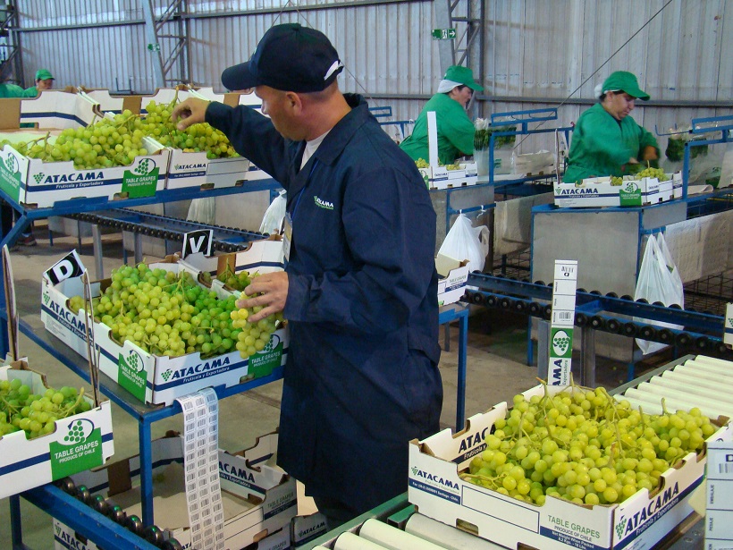Avanza temporada de exportaciones de uva de mesa en valles de Atacama