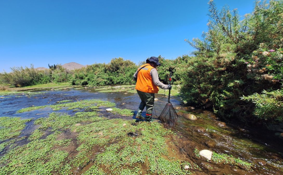 Avanza estudio del caudal ecológico para la conservación de ecosistemas acuáticos del río Huasco